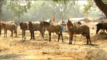 Herd of Horses in Sonepur Fair, Bihar