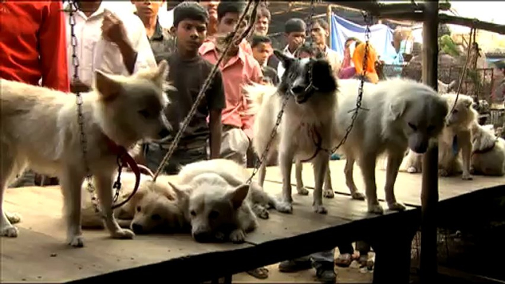 Dogs at Sonepur Fair, Bihar - video Dailymotion