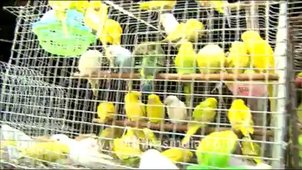 Birds in Sonepur Mela