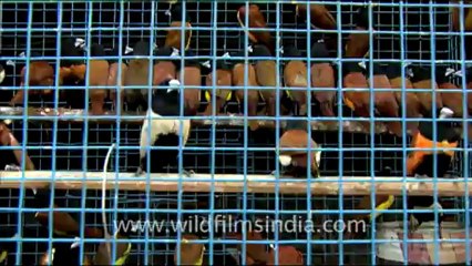 Birds in Harihar Kshetra Mela, Sonepur