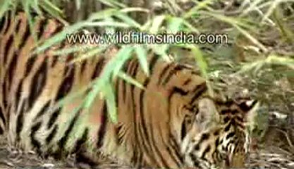 A journey to India-4-MPEG-4 800Kbps.mp4