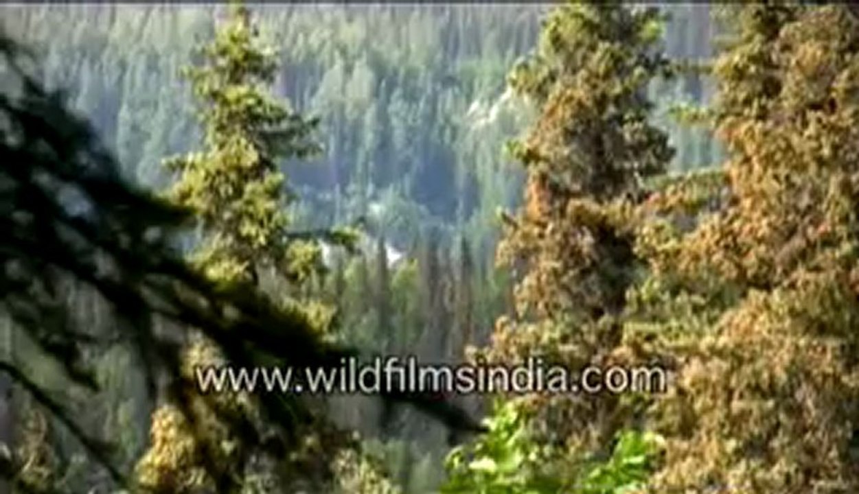 Alaska through the forests-MPEG-4 800Kbps.mp4