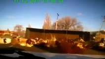 Truck carrying cows flips over and sends the herd flying