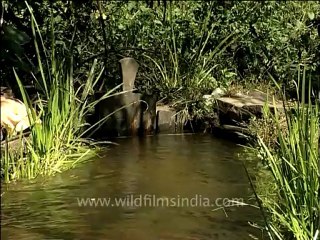 Arunachal-mdv-919-3.mov