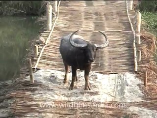 Assam-kaziranga-mdv-894-1.mov