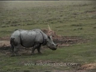 Assam-kaziranga-mdv-894-4.mov