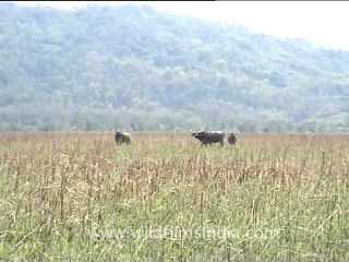 Assam-kaziranga-mdv-894-6.mov