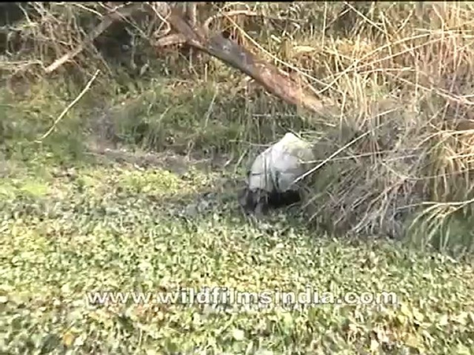 Assam-mdv-895-2.mov