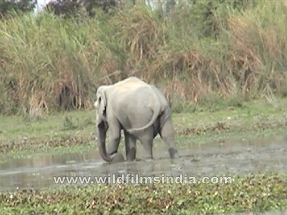 Assam-no name-7.mov