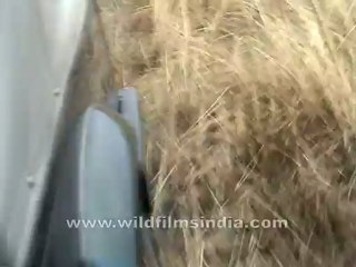 Assam-rhino-no name-5.mov