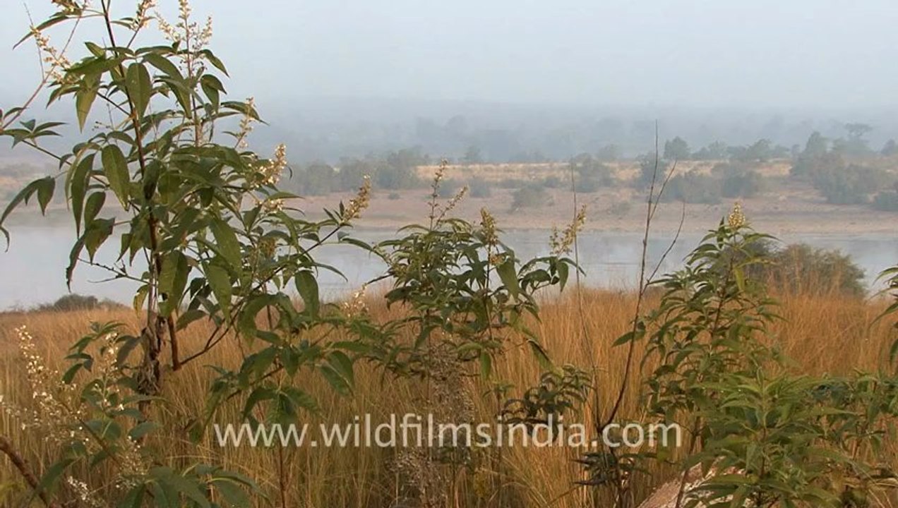 Bandhavgarh-3.mov
