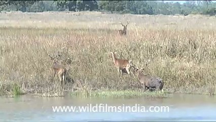 Barasingha-1.mov