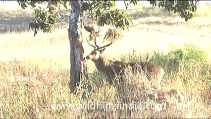 Barasingha-2.mov