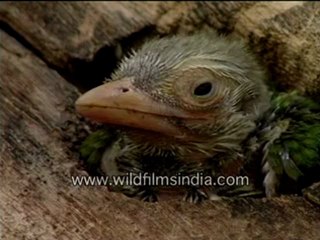 Barbet's chick-MPEG-4 800Kbps.mp4