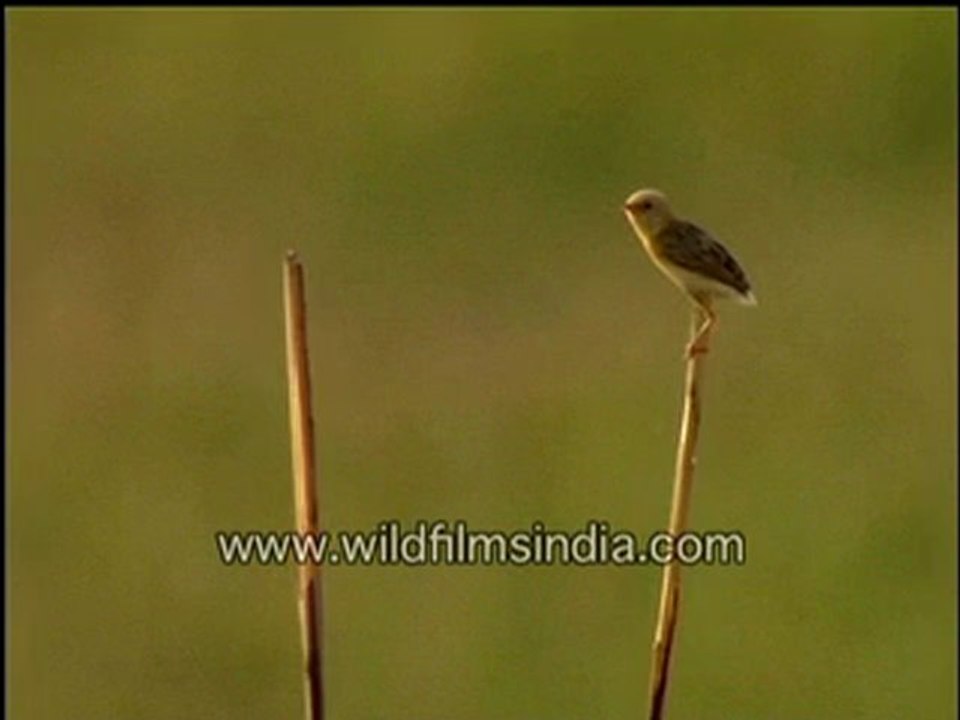 Baya-weaver chick.-MPEG-4 800Kbps.mp4