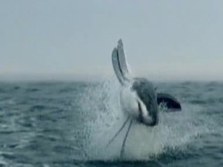Wild jumping white sharks in South Africa