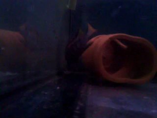 doğanköylü elangatus chewere