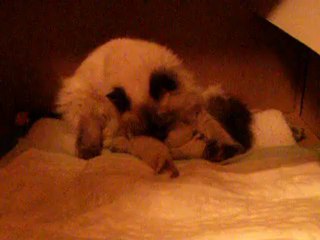 Chatons 1 semaine portée "H" De RosKosh