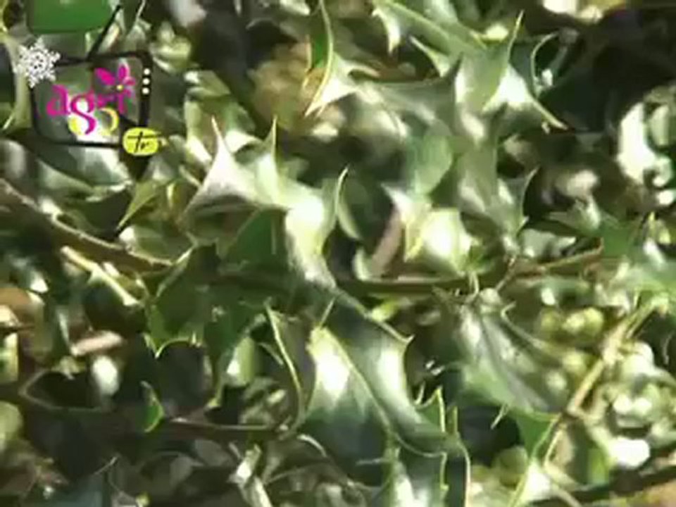 JT agri85TV du vendredi 28 décembre 2012 - Spécial Fêtes