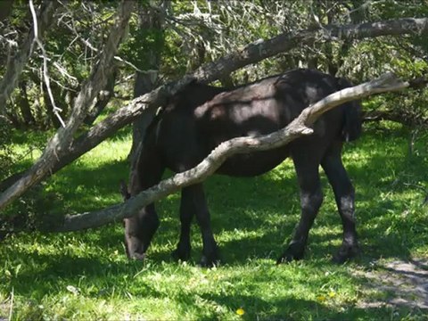 Vers le Lago Roca, El Calafate, Argentine