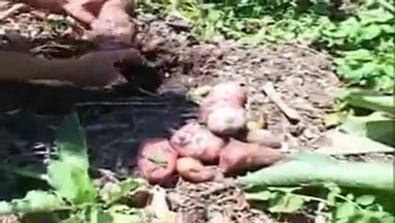 Permaculture & forêt nourricière - Extrait du jardin extraordinaire de Philip Forrer