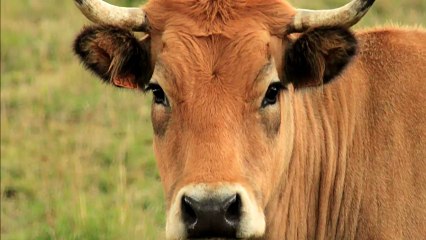 008- De Aumont-Aubrac a Les Gentianes (Nasbinals)