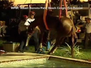 El caballo que quedó atrapado en una piscina