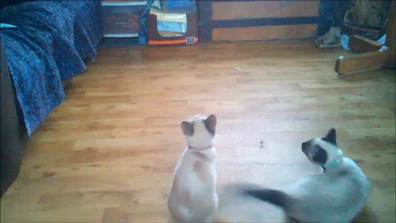 Circuscats