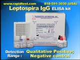 Leptospira IgG ELISA kit