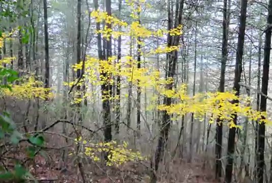 DOM.16-12-12 RISERVA NATURALE MONTE RUFENO, ACQUAPENDENTE-ORVIETO.