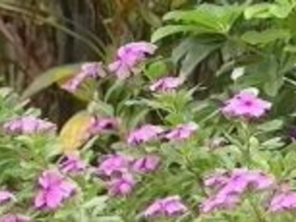 Tropenparadis Tahiti