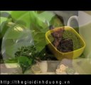 Trà thảo mộc cô đặc giảm cân Herbalife tea concentrate