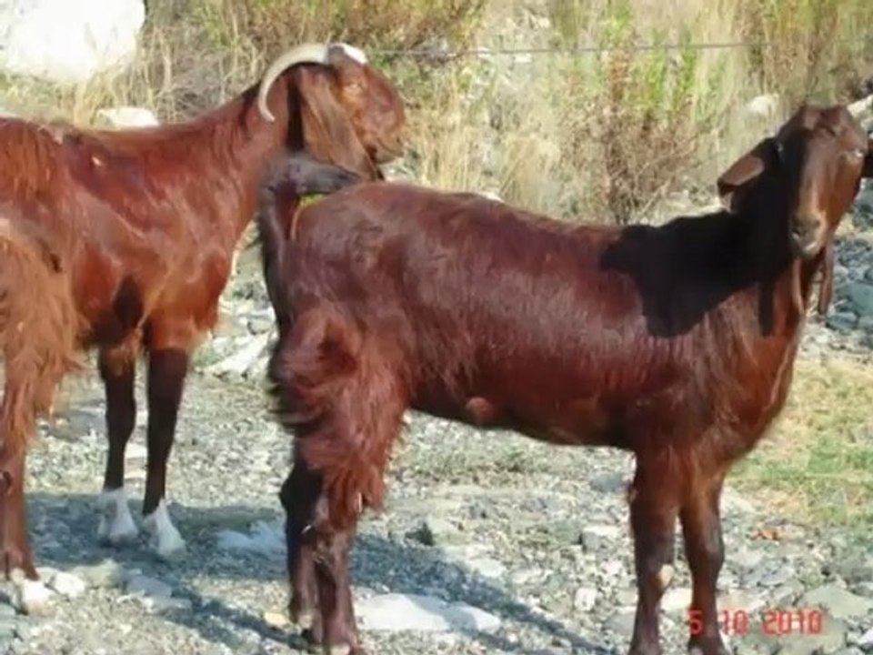 Halep kecisi resim,halep kecisi resimleri