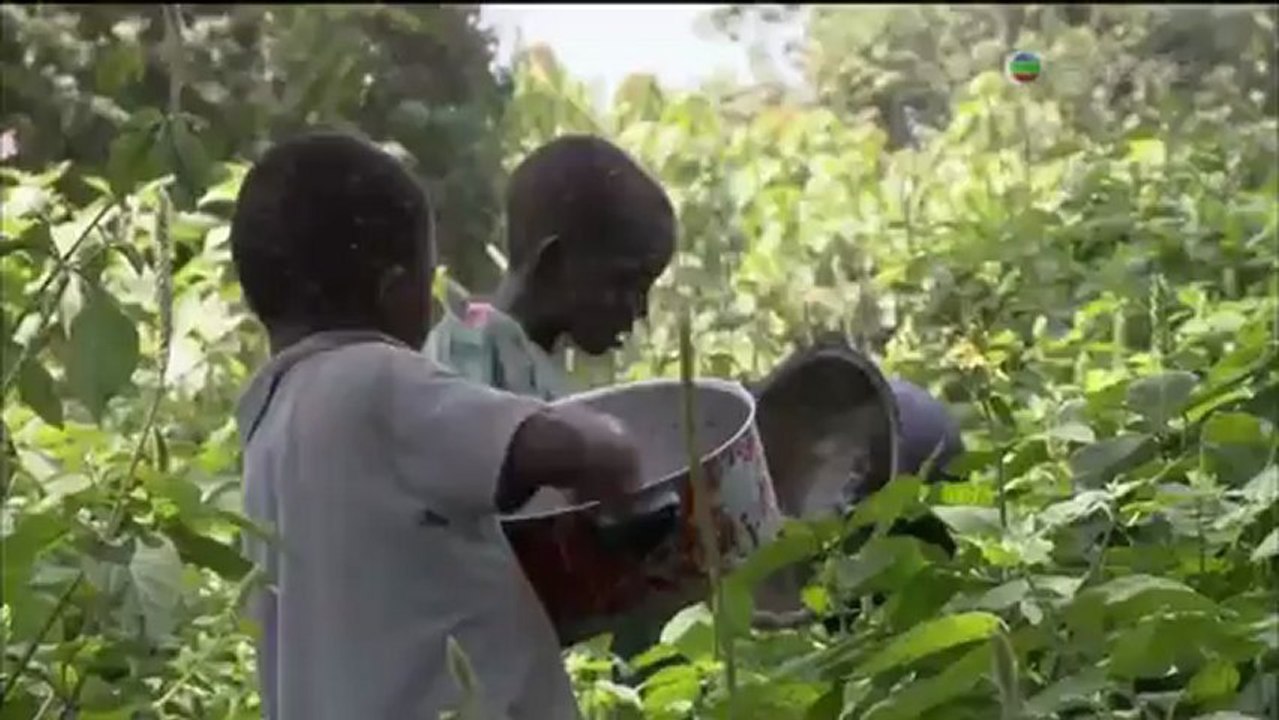Des enfants fabriquent des steaks de moustiques !