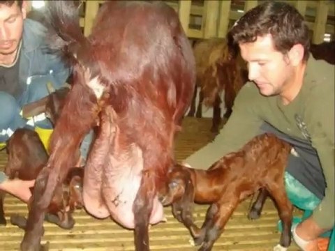 HALEP SÜT VERİMİ,HALEP KECİSİ FİYATLARI,HALEP ÜRETİMİ