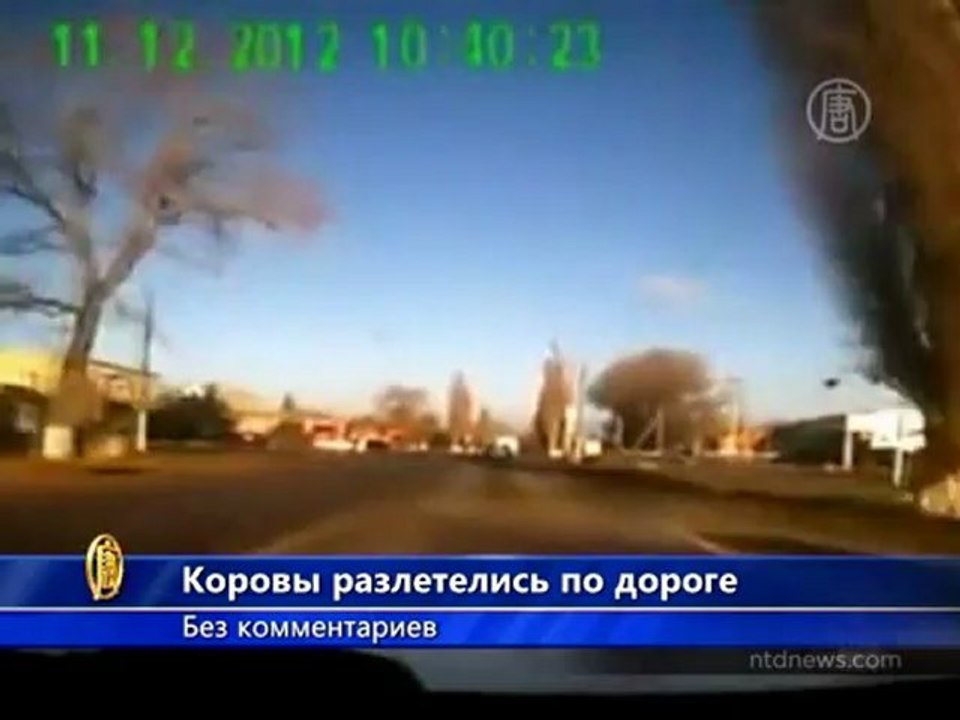 Крушение грузовика с коровами сняли на видео