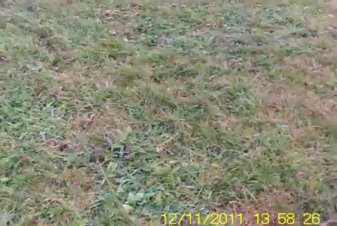 nano racer