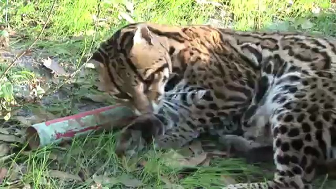 A Big Cat Christmas!