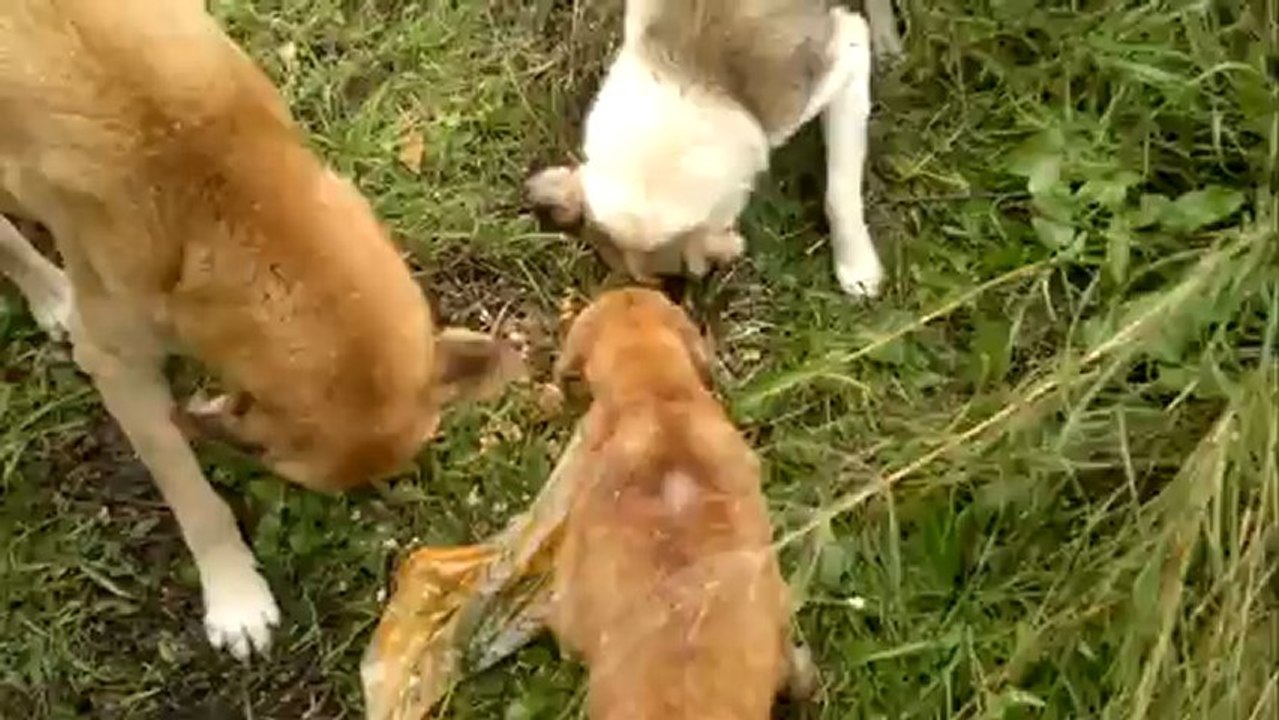 sahipsiz hayvanlar  köpekler bu hayvanlar sahil kıyılarında yazın tok kışın aç ama biz karaaslanlar  her haftada bir gün oralara satış yapmaya gidiyoruz onlarıda unutmuyoruz onlar bizim  en sadık dostlarımız hayvan severlere duyurulur ya