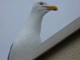 Cri et chant du goéland argenté