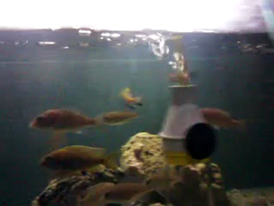 Video0016