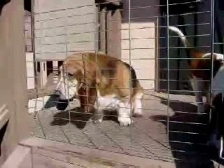 Back Porch Bassets
