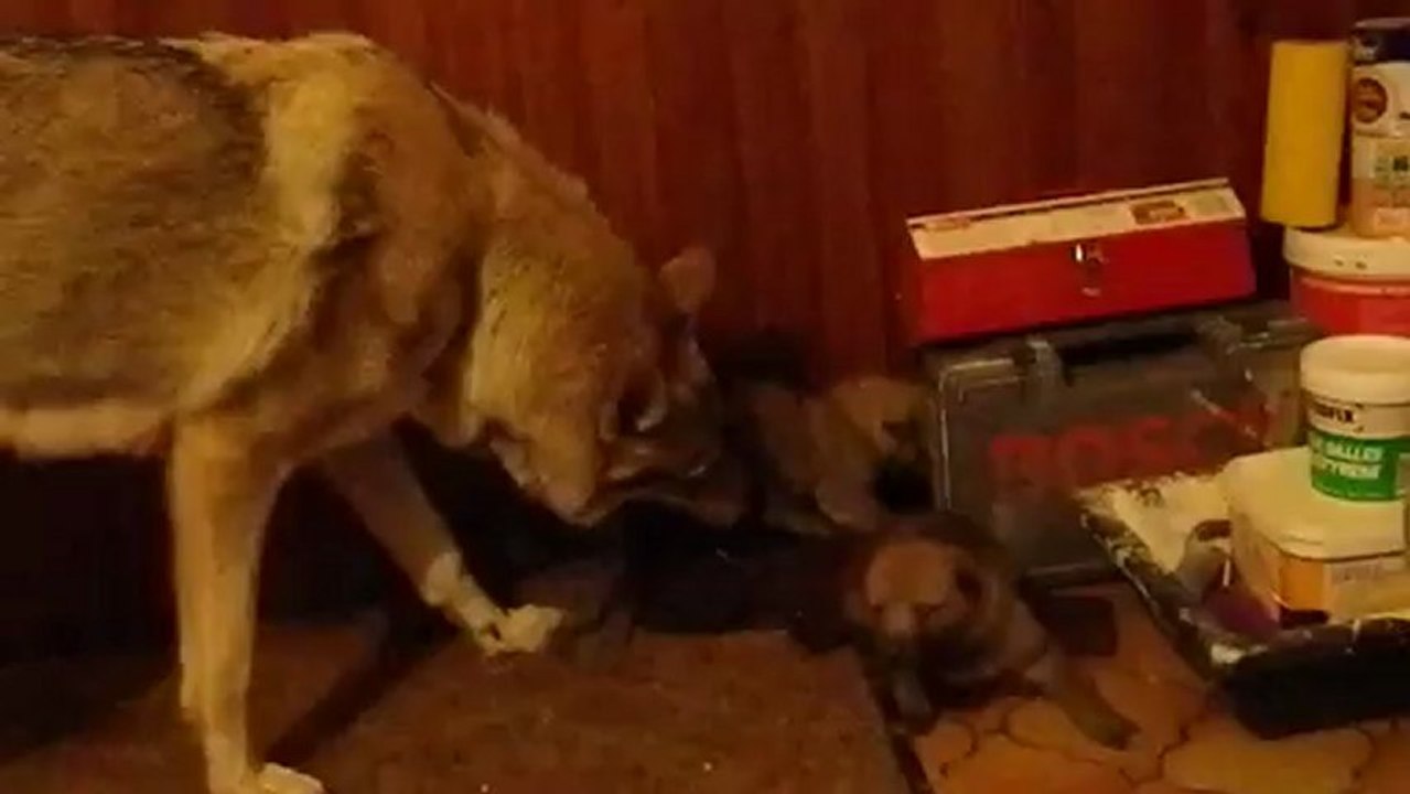 bébés loups  21 12 12 (1)