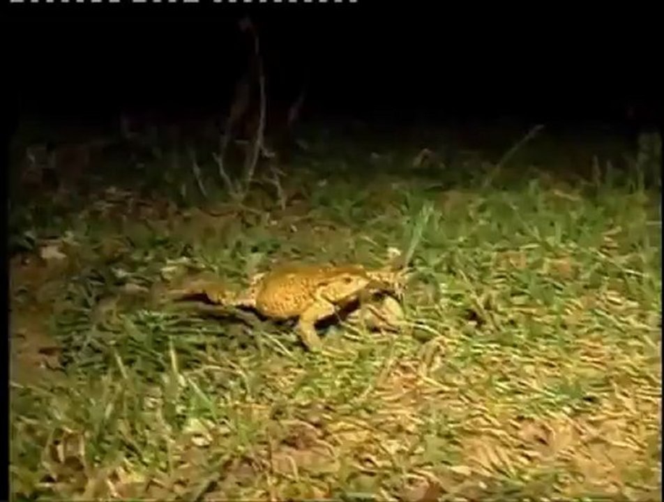 La grenouille et le crapaud