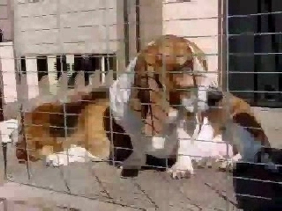 Hoover & Dolly