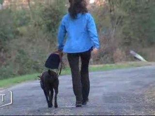 Une complicité entre chien guide et maitre (Vendée)