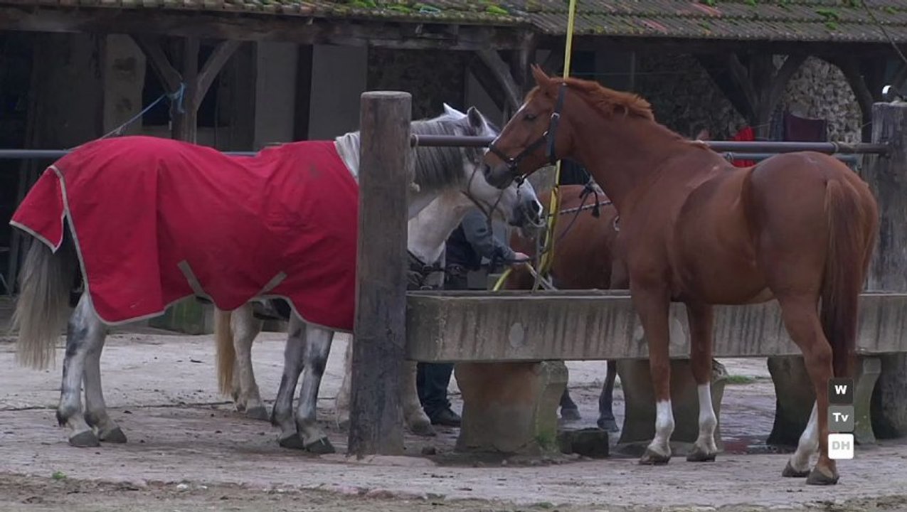 Cheval attelage Services