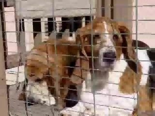 Hoover & Dolly More Back Porch Antics