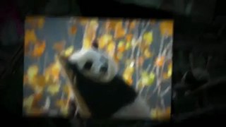 Pet a Giant Panda in China