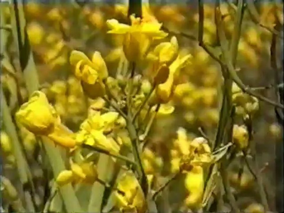 Permaculture in practice